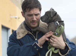 Tom Hardy and his cute dog in The Drop