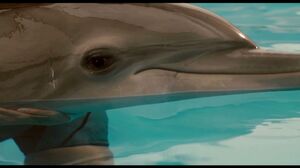That dolphin is taking us all somewhere. You can't give up on her. Dolphin Tale